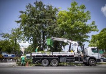 Prefeitura de Maceió inicia ação preventiva de poda e supressão de árvores em vários bairros