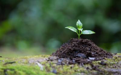 Prazo para conferências municipais do meio ambiente é prorrogado