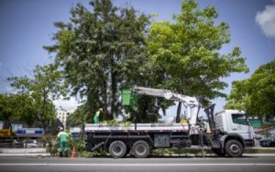 Prefeitura de Maceió inicia ação preventiva de poda e supressão de árvores em vários bairros