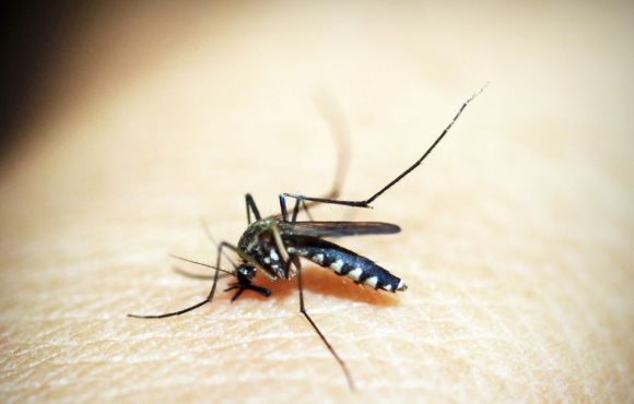 Rio de Janeiro confirma primeira morte por dengue este ano